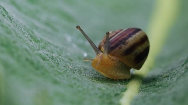 在绿叶上爬行蜗牛的特写宏观镜头 绿色背景 — 图库视频影像