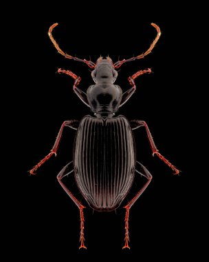 Kara böcek entomolojisi örneği yayılmış, bacakları ve antenleri saf siyah arka planda izole edilmiş. Stüdyo ışıkları. Makro fotoğrafçılık.