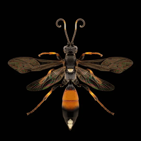純粋な黒の背景に広がった翼 アンテナを持つ黒とオレンジのワスプ生物学的標本 スタジオ照明 マクロ写真 — ストック写真