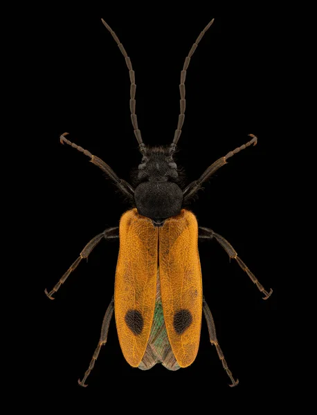 Early Blister Beetle Apalus Bimaculatus Entomology Specimen Spreaded Legs Antennae — Stock Photo, Image