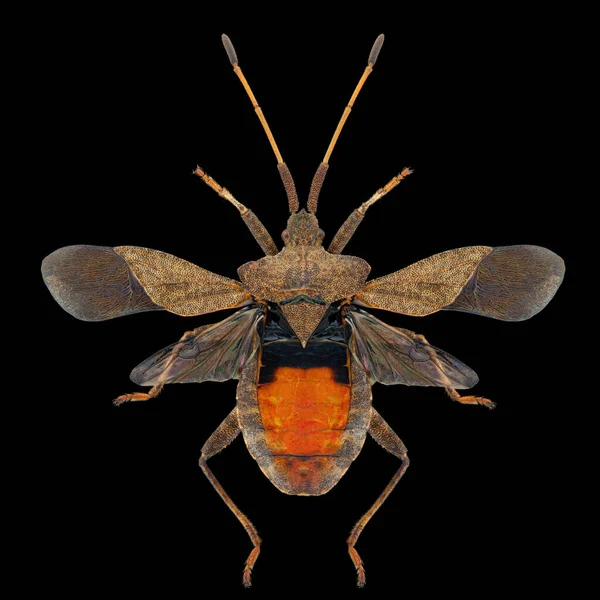 ドックバグ Coreus Limberatus 純粋な黒の背景に分離された翼 アンテナが広がった昆虫学的標本 スタジオ照明 マクロ写真 — ストック写真