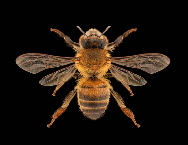Western honey bee or European honey bee (Apis mellifera) entomology specimen with spreaded wings, legs and antennae isolated on pure black background. Studio lighting. Macro photography.