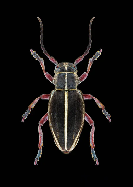 純粋な黒の背景に広がった脚とアンテナを持つロングホーン ビートル Docardion Pedestre 昆虫学的標本 スタジオ照明 マクロ写真 — ストック写真