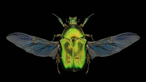 緑のバラのシャファー Cetonia Aurata 昆虫学的標本で 純粋な黒の背景に広がった翼 触角を単離した スタジオ照明 マクロ写真 — ストック写真