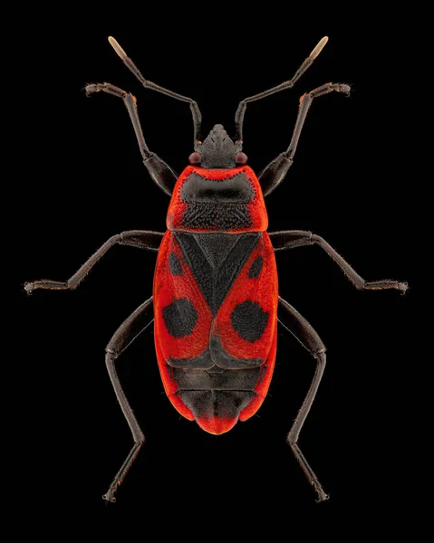 Firebug Pyrrhocoris Apterus Entomoloji Örneği Yayılmış Bacakları Saf Siyah Arka — Stok fotoğraf