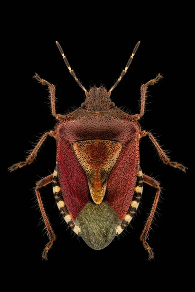 純粋な黒の背景に広がった足とアンテナを持つ緩やかなバグや毛深い盾虫 Dolycorisバカララム 昆虫標本 スタジオ照明 マクロ写真 — ストック写真