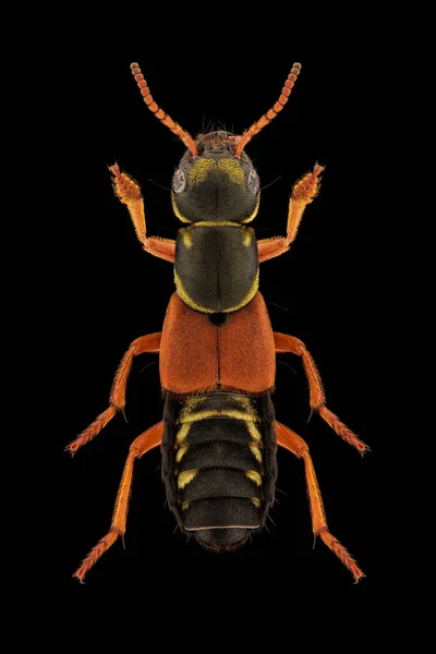 Rove Beetle Staphylinus Caesareus Spécimen Entomologique Avec Pattes Déployées Antennes — Photo