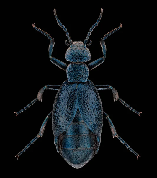 ブリスター ビートル Meloe Proscarabaeus 昆虫学的標本で 純黒色の背景に広がった脚と触角を単離した スタジオ照明 マクロ写真 — ストック写真
