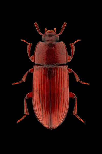 純粋な黒の背景に広がった脚とアンテナを持つダークリング甲虫 Uloma Culinaris 昆虫学的標本 スタジオ照明 マクロ写真 — ストック写真
