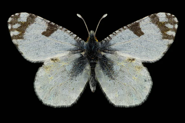 Eastern Dappled White Butterfly Euchloe Ausonia Entomology Specimen Spreaded Wings — Stock Photo, Image