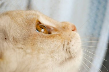 Evde seni bekleyen tüylü bir arkadaşın olduğunda ev her zaman daha rahat, daha aydınlık ve daha neşeli olur.