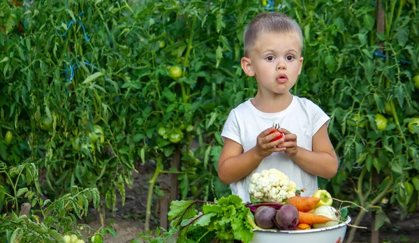 Çiftlikteki Çocukların Ellerinde Sebzeler Seçici Odaklanma Doğa — Stok fotoğraf