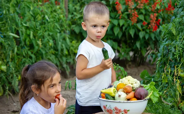 Çiftlikteki Çocukların Ellerinde Sebzeler Seçici Odaklanma Doğa — Stok fotoğraf