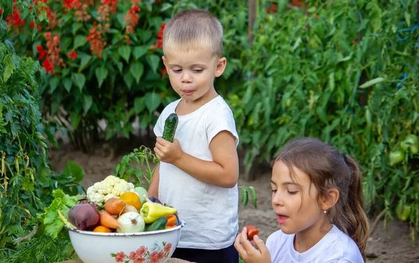 Çiftlikteki Çocukların Ellerinde Sebzeler Seçici Odaklanma Doğa — Stok fotoğraf