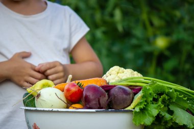 Çiftlikteki çocukların ellerinde sebzeler. Seçici odaklanma. Doğa