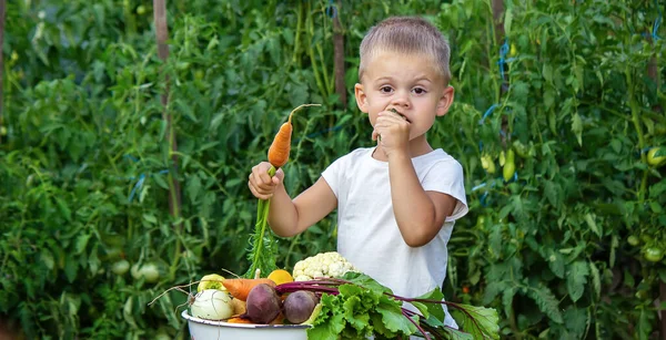 Groenten Handen Van Kinderen Boerderij Selectieve Focus Natuur — Stockfoto