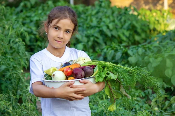 Légumes Dans Les Mains Des Enfants Ferme Concentration Sélective Nature — Photo