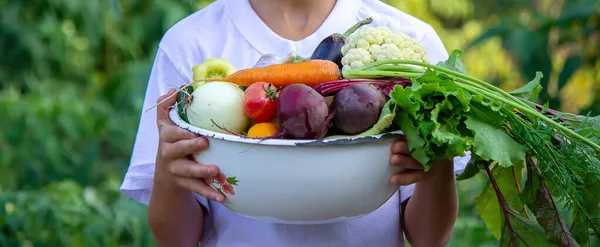 Légumes Dans Les Mains Des Enfants Ferme Concentration Sélective Nature — Photo