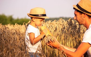 a child in a wheat field eats bread. Selective focus