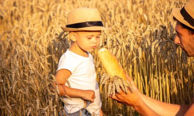 a child in a wheat field eats bread. Selective focus