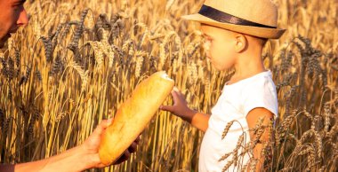 a child in a wheat field eats bread. Selective focus