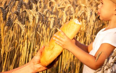 a child in a wheat field eats bread. Selective focus