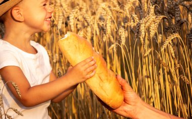 a child in a wheat field eats bread. Selective focus