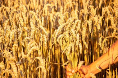 Olgunlaşan buğday tarlasında mutlu çocuk ve baba. Oğlan ve baba tarlayı geçiyorlar. Çocuk ve ebeveynler doğada oynarlar..