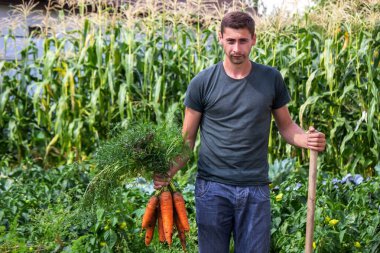 Çiftlikte havuç hasadı, çevre dostu ürün. seçici odak
