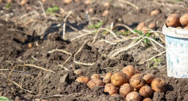 Organik sebzeler. Taze toplanmış sebzelerle çiftçilerin elleri. Taze biyo-patatesler seçici odak