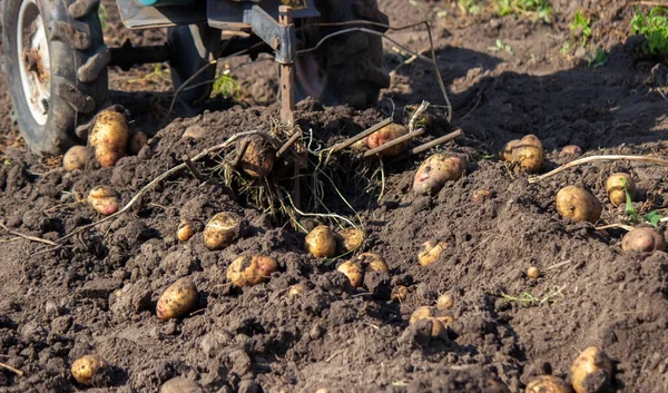 Organic Vegetables Farmers Hands Freshly Picked Vegetables Fresh Bio Potatoes — Stock Photo, Image