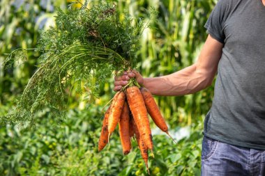 Çiftçilerin elinde havuç. Çevre dostu mahsul. seçici odak