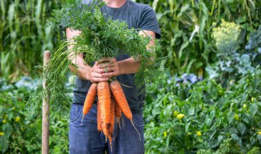 Çiftçilerin elinde havuç. Çevre dostu mahsul. seçici odak