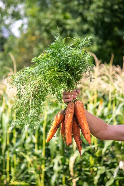 Wortelen Handen Van Boeren Milieuvriendelijk Gewas Selectieve Focus — Stockfoto