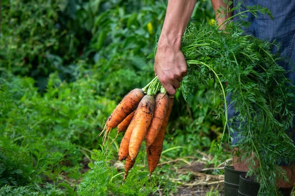 Morcovi Mâinile Fermierilor Culturi Ecologice Focalizare Selectivă — Fotografie, imagine de stoc