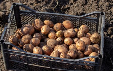Taze biçilmiş organik patates hasadı. Bahçedeki çiftçi. seçici odak