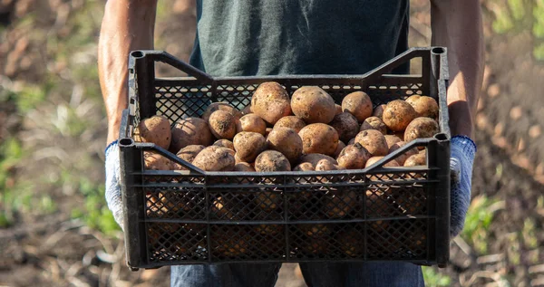 Cultivo Papa Orgánica Recién Cosechada Agricultor Jardín Enfoque Selectivo — Foto de Stock