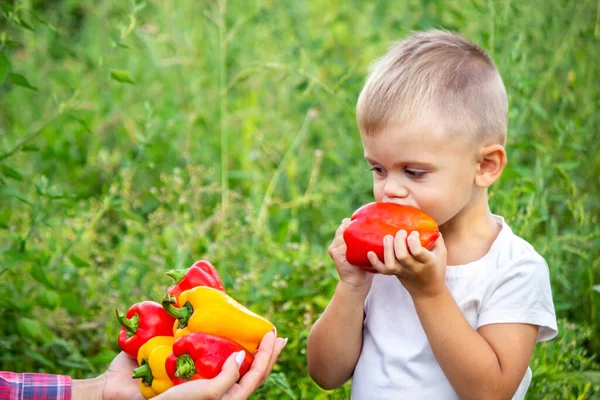 Çocuk Elinde Taze Sebzeler Tutuyor Biber Yiyor Doğa Seçici Odak — Stok fotoğraf