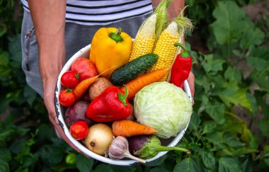 Elleri geniş bir tabakta çeşitli taze tarımsal sebzeler tutuyor. Sonbahar hasadı ve sağlıklı organik gıda konsepti. seçici odak