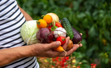 organik sebze. Taze toplanmış sebzelerle çiftçilerin elleri. seçici odak
