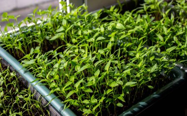 Tenceredeki biber tohumları. Seçici odaklanma. Doğa