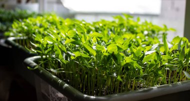 Tenceredeki biber tohumları. Seçici odaklanma. Doğa