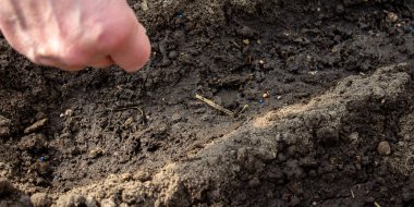 Kadın çiftçi seraya lahana ekiyor. Seçici odaklanma. Doğa