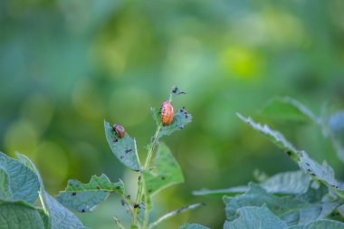 Patates böcekleri doğadaki patates yaprakları, doğal arka plan, yakın görüş. seçici odak