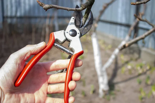 Tuinier Snoeit Fruitbomen Met Snoeischaar Selectieve Focus — Stockfoto