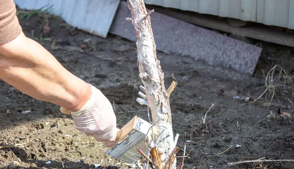 Meisje Whitewashing Een Boom Romp Een Voorjaar Tuin Witwassen Van — Stockfoto