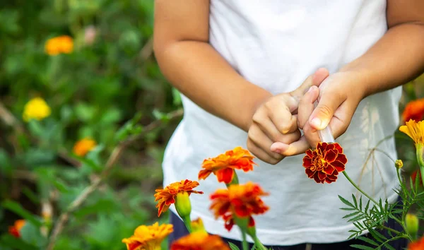 Concepto Niño Trata Una Planta Una Enfermedad Pica Una Flor —  Fotos de Stock