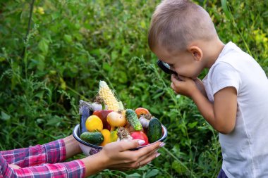 Bir çocuk büyüteçle kasedeki taze sebzelere bakıyor. Doğa. seçici odak