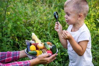 Bir çocuk büyüteçle kasedeki taze sebzelere bakıyor. Doğa. seçici odak