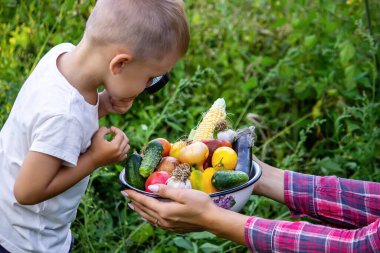Bir çocuk büyüteçle kasedeki taze sebzelere bakıyor. Doğa. seçici odak